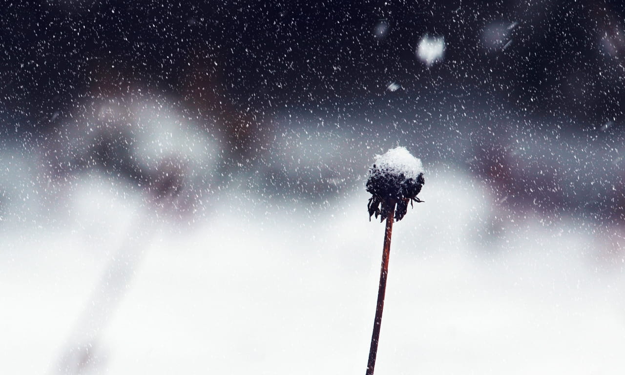 蒲公英，雪，下雪