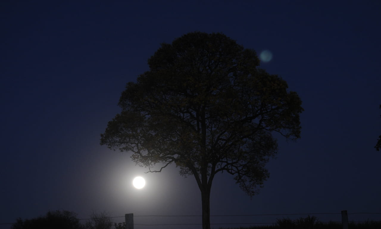 月光，夜晚，树