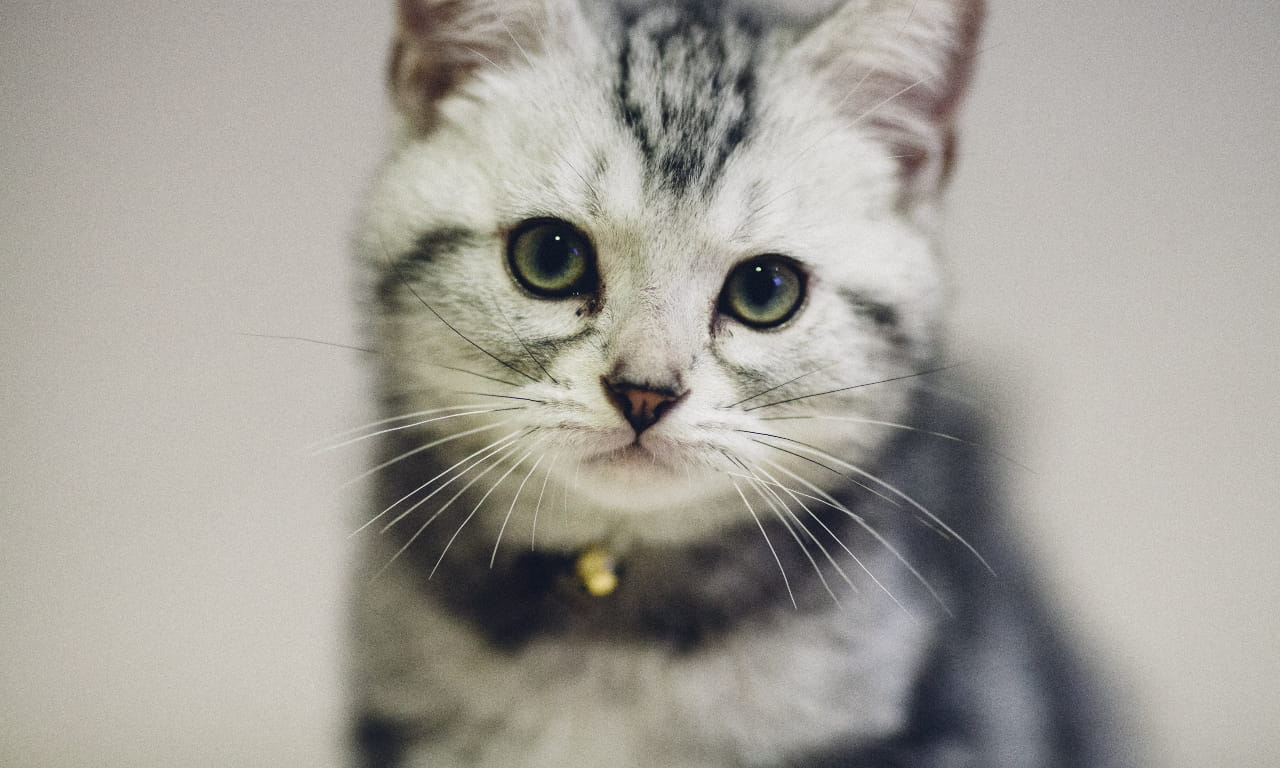 猫，可爱，动物