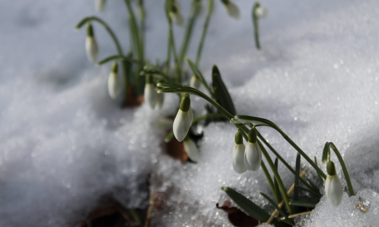 冰雪，融化，开花