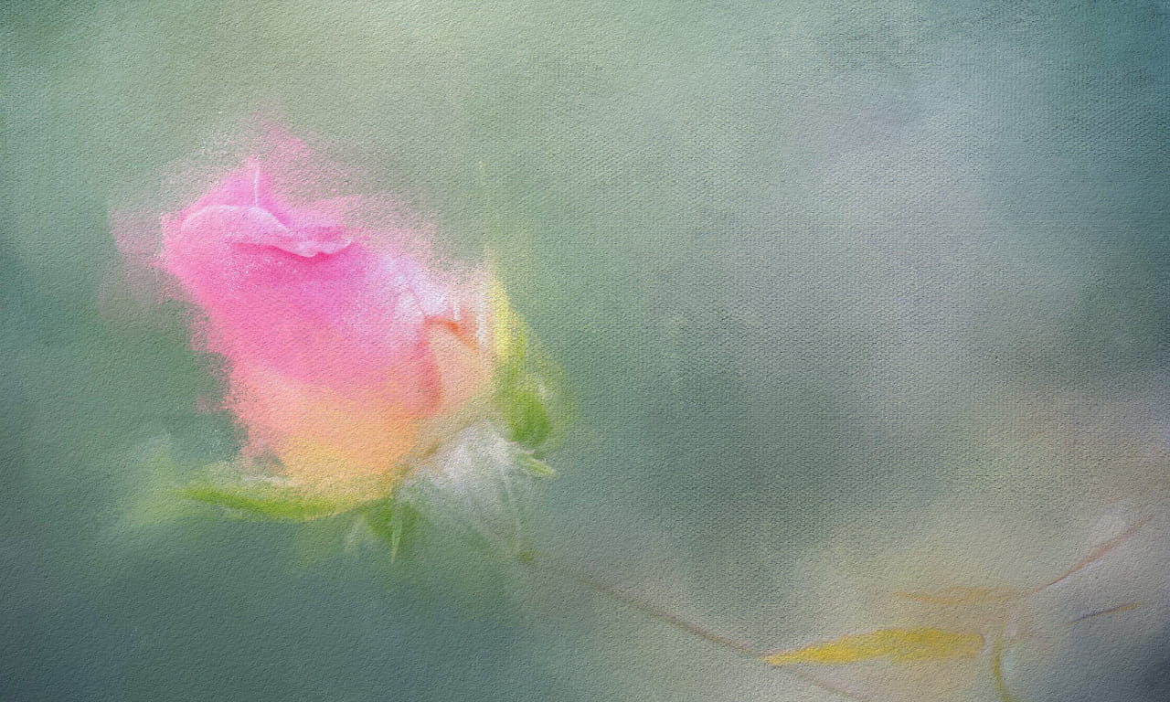 油画，玫瑰，花